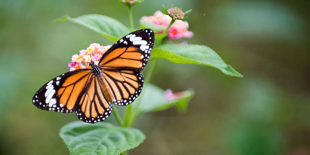 20220120-15084520220122_MilkweedforMonarchs_blog