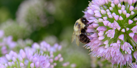 20220606_PollinatorsMonth_blo_20220606-135628_1